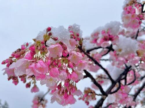 河津桜