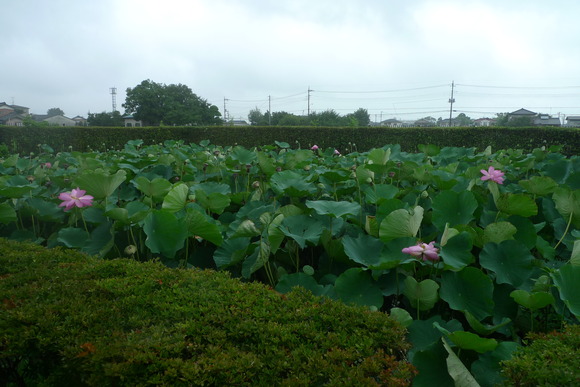 蓮の開花状況