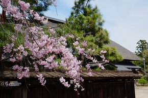 大澤家前の枝垂れ桜（シダレザクラ）