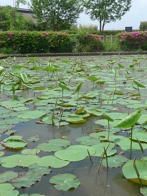 蓮池の写真