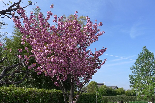 八重桜