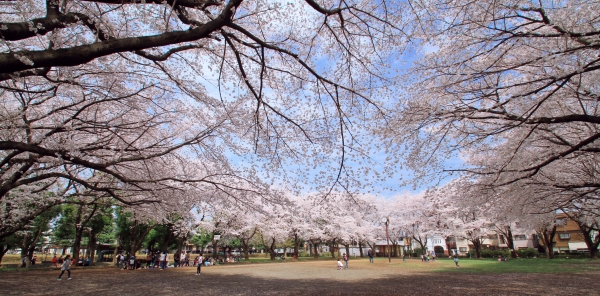 みずほ台中央公園の画像