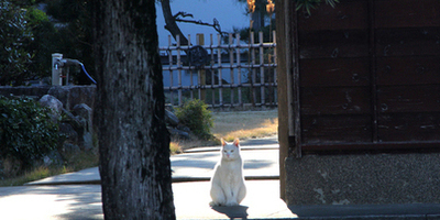 境内で日向ぼっこをするねこ