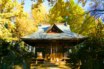 榛名神社のイチョウ