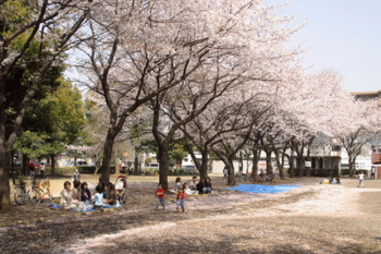 みずほ台中央公園のサクラ