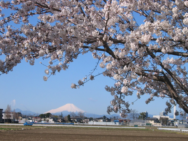 びん沼の桜