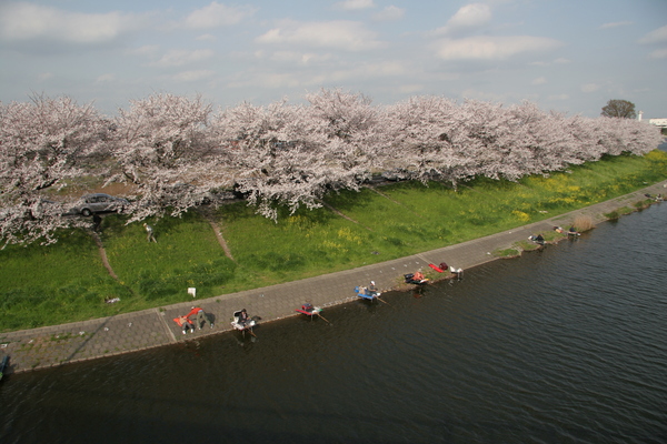 びん沼の桜