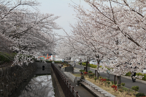 市役所の桜