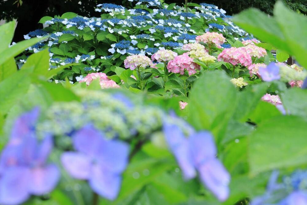 オトウカ山公園　6月　雨上がり アジサイが綺麗に咲いていました(匿名さん(市内在住)撮影)