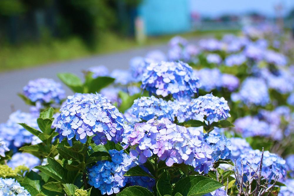 あじさい街道　6月（市広報撮影）