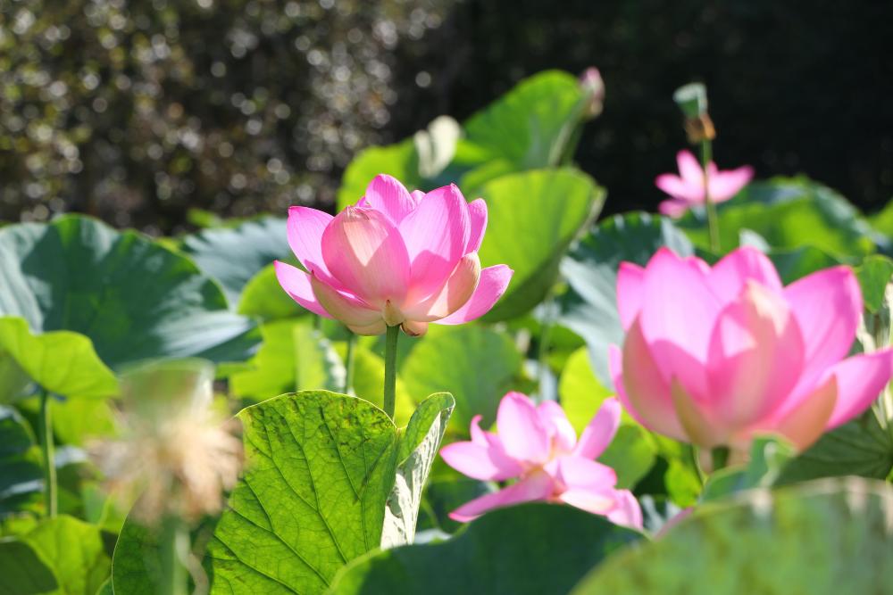 難波田城公園の蓮　7月（市広報撮影）