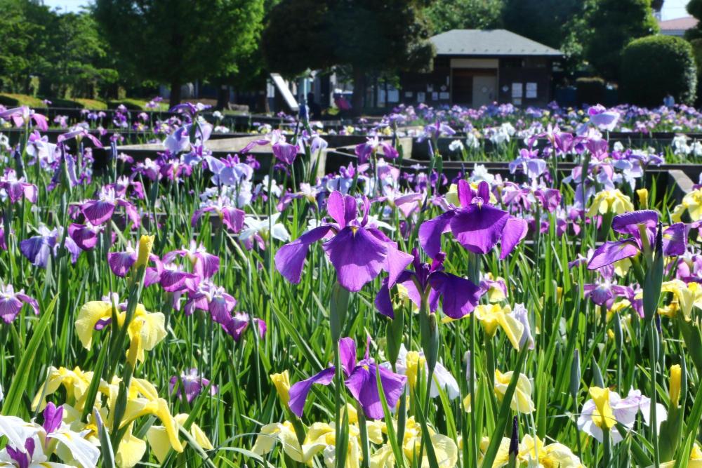 山崎公園の花菖蒲　6月（市広報撮影）