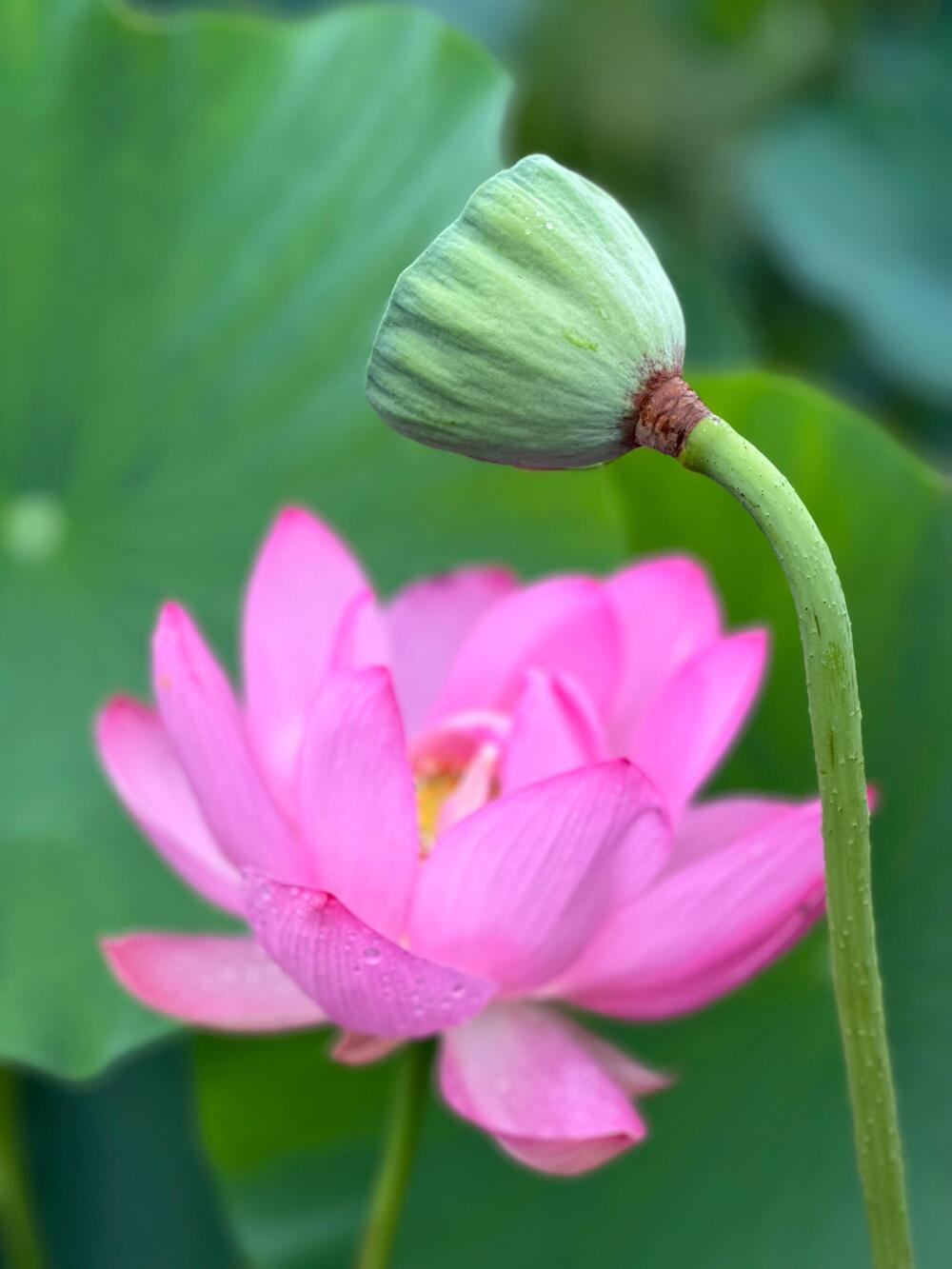 難波田城公園　6月　行田蓮という種類　茎が長いのには　驚きました　 素敵花見つけました（葛西和美さん（市内在住）撮影）