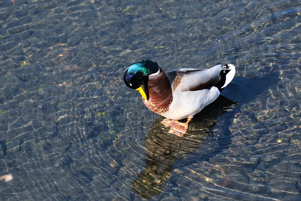 富士見江川　1月　カモの頭に陽があたり、とても美しかったです。（なぽさん（市内在住）撮影）