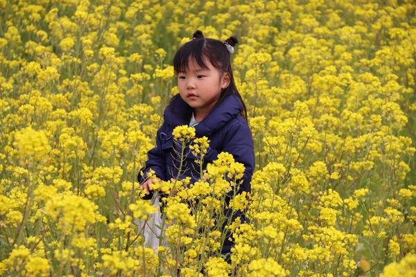 菜の花まつりのようす1