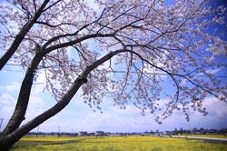 桜と菜の花