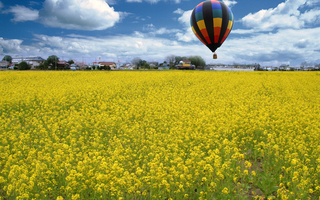 東大久保の菜の花イメージ