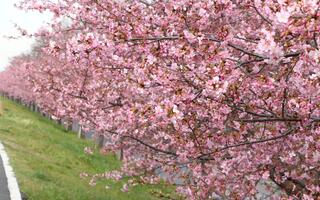 河津桜イメージ