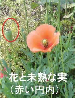 花と未熟な実の写真